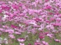 天満大池 秋桜 (^^) 天満大池 秋桜 (^^)